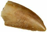 Serrated Raptor Tooth - Real Dinosaur Tooth #298109-1